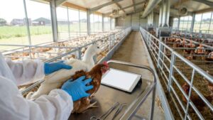 Avian flu: authorities are closely monitoring the epidemic. What the population in France risks and how to protect themselves