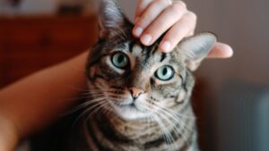 Feline morbillivirus: what is this virus that can be transmitted from cats to humans?