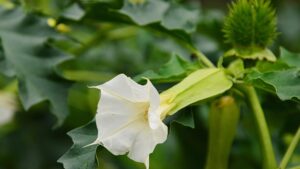 Poisoning by devil's weed in "Plus belle la vie": what you need to know about the toxic plant