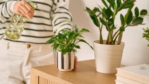 These 7 indoor plants purify the air and prevent mold so you can breathe better at home
