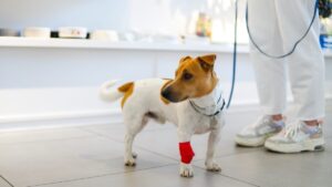 These hero dogs: how their blood donations save emergency animal lives