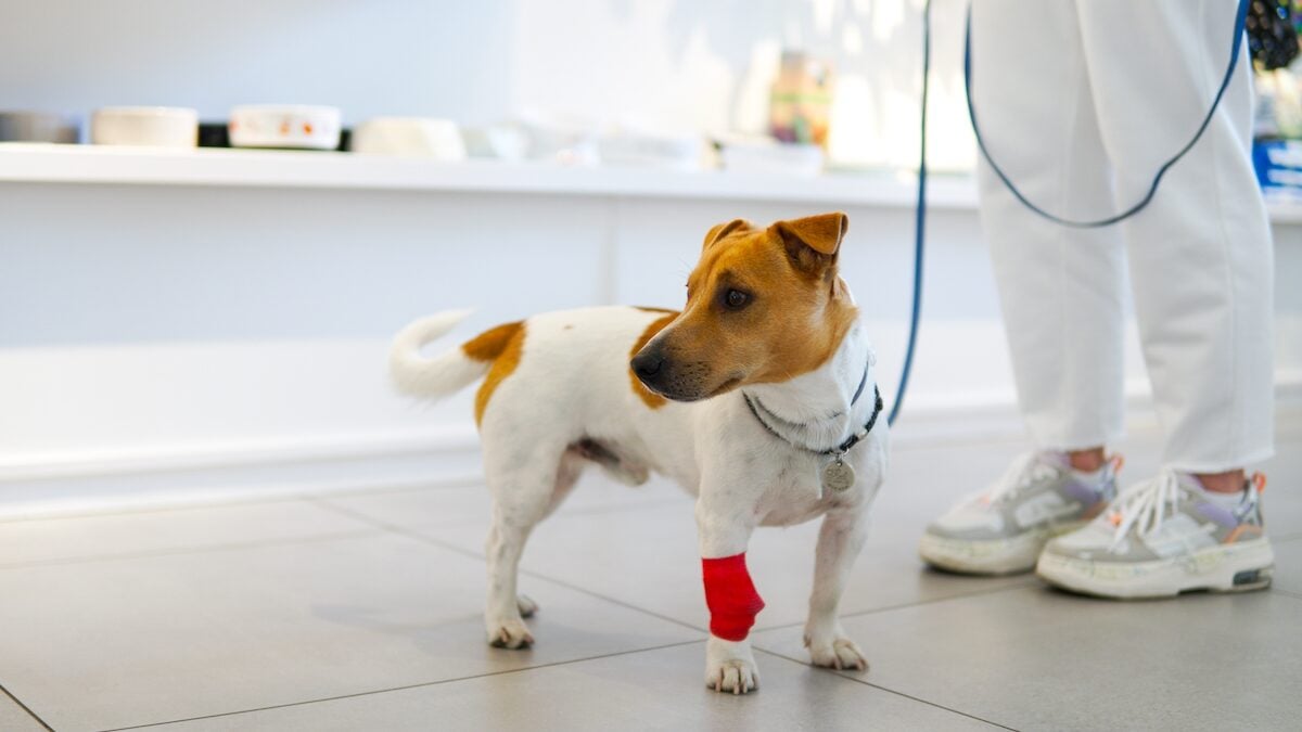 These hero dogs: how their blood donations save emergency animal lives