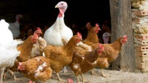 Avian flu: is it dangerous to eat poultry at Christmas?