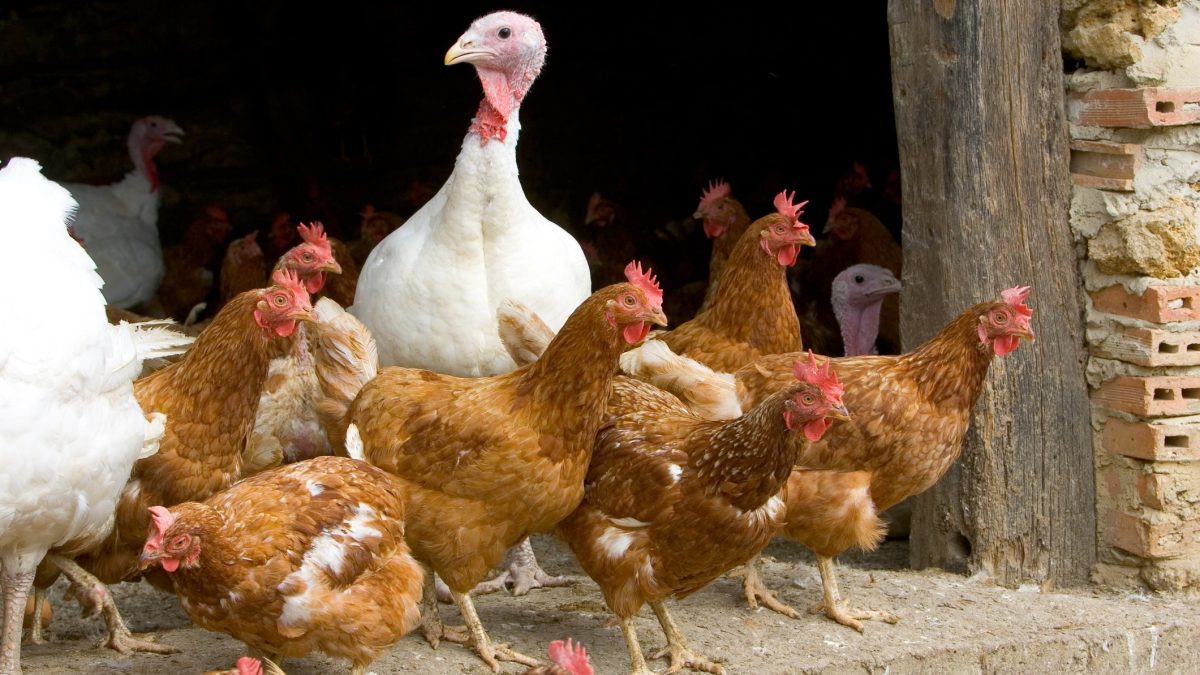 Avian flu: is it dangerous to eat poultry at Christmas?