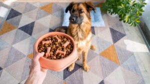 Be careful, this trivial gesture with your pet's bowl can contaminate the entire kitchen
