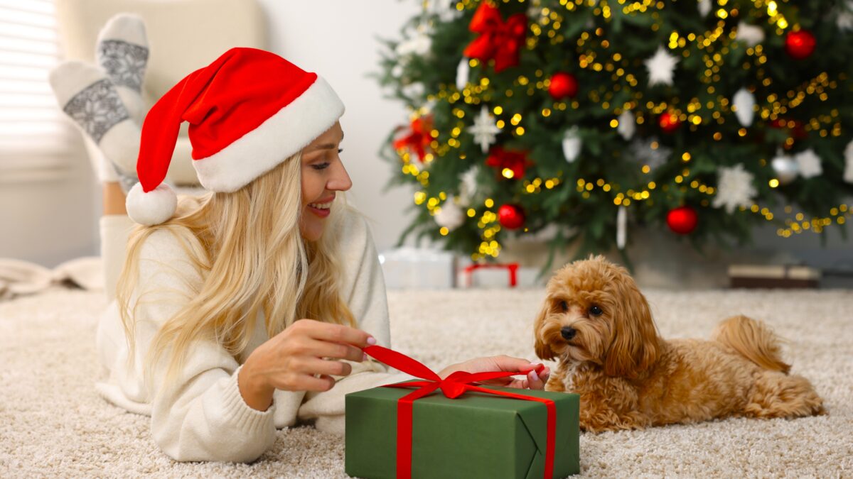 From Advent calendars to Christmas sweaters: Médor as a VIP under the tree