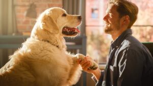 “Golden retriever personality” is no longer just an expression, DNA confirms it!