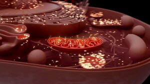 Fatigue, aging, illnesses... What if your aging cells could regain energy thanks to a simple biological "recharge"