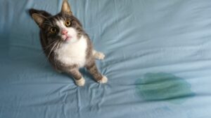 In Saint-Étienne, a teacher and two students hospitalized… because of cat pee