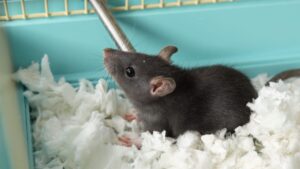 Leptospirosis, 3 people in intensive care after buying domestic rats