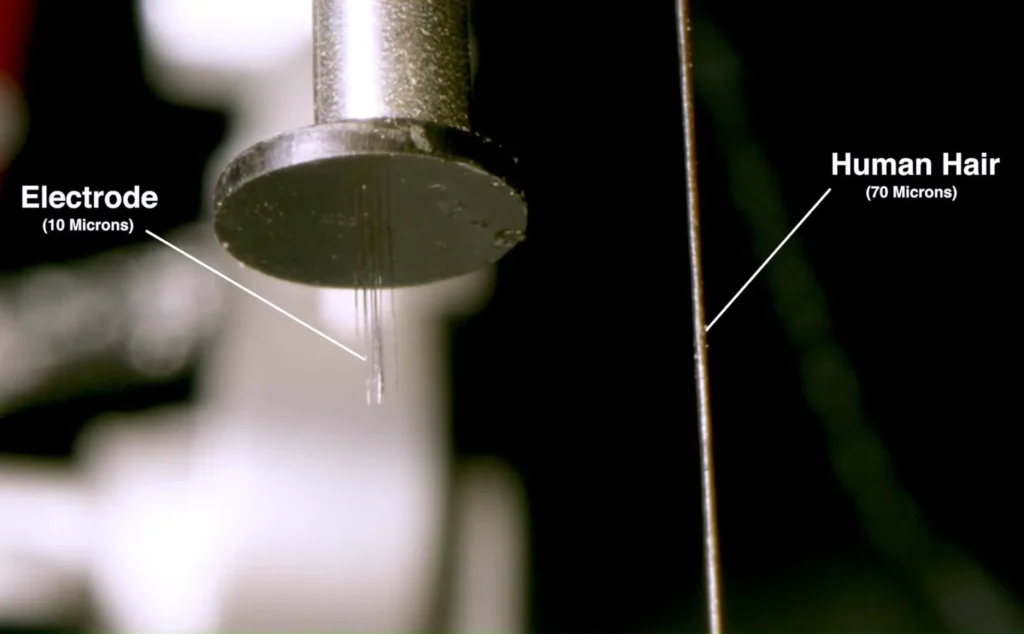 Carbon fiber electrodes are tiny compared to the thickness of a human hair.
