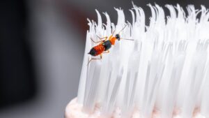 Vietnam: this tourist wakes up covered in sores, doctors warn of a very toxic insect