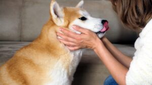After a simple licking of her dog, she found herself amputated in all four limbs. She testifies