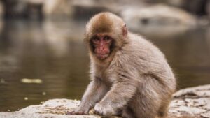 Punch: why this baby macaque abandoned by its mother upsets us so much according to a psychologist