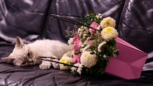 Valentine's Day: these flowers can be fatal for dogs and cats, alert 3115