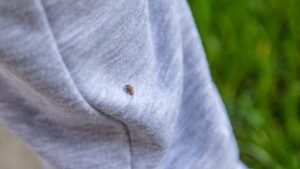Lyme disease: the early awakening of ticks in March worries experts, here are the steps to protect yourself from them