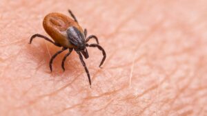 Be careful, giant ticks are invading France... What are the risks? Update with Dr Gérald Kierzek