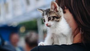 This TikTok kitten was hanging on the shoulder a few months ago: its XXL metamorphosis leaves Internet users shocked