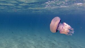 Cauliflower jellyfish alert in Brittany: should we be worried about these 80 kg monsters? Update with Dr. Kierzek