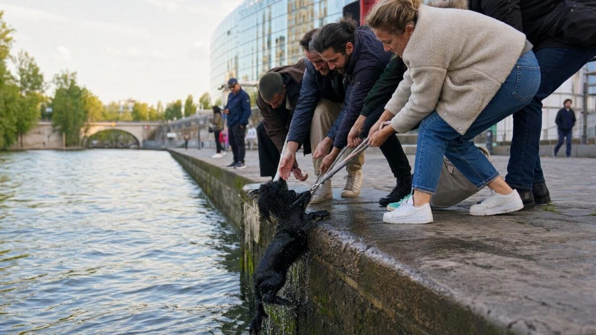 Heroic rescue of a dog in the Seine in Paris: the TikTok video that moves thousands of Internet users