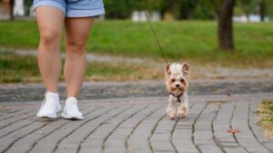 Heatwave: this 5-second test before each walk can save your dog’s pads