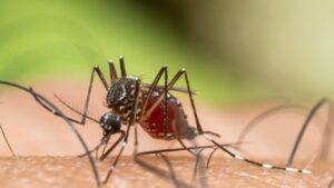 Mosquito infestation: why there are more of them this year and the real risks for your health