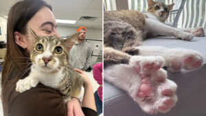 28 toes and 30 claws: the incredible record of Toby, the Michigan kitten who fascinates Guinness World Records