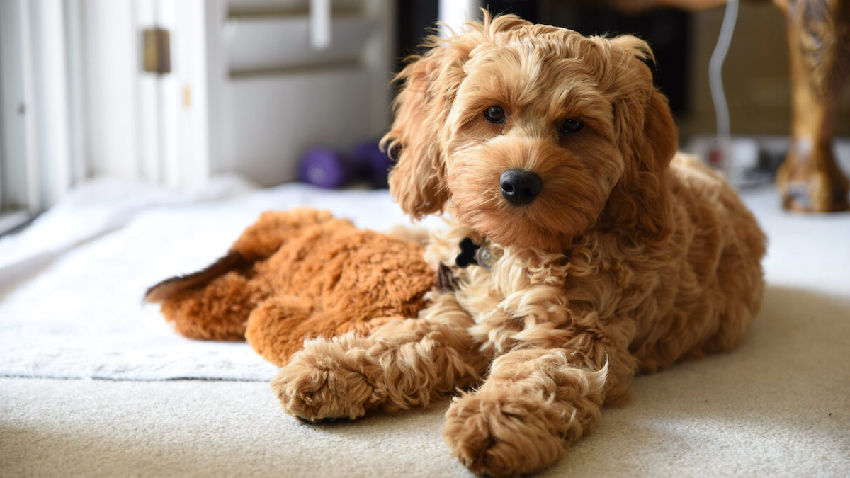 Cute, affectionate… but fragile: this veterinarian warns about the dog that everyone wants to adopt