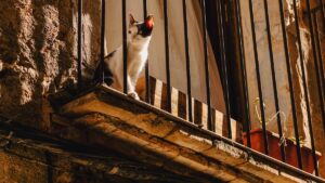 Does your cat stay on the balcony in summer? This story shows why this reflex can quickly turn into tragedy.