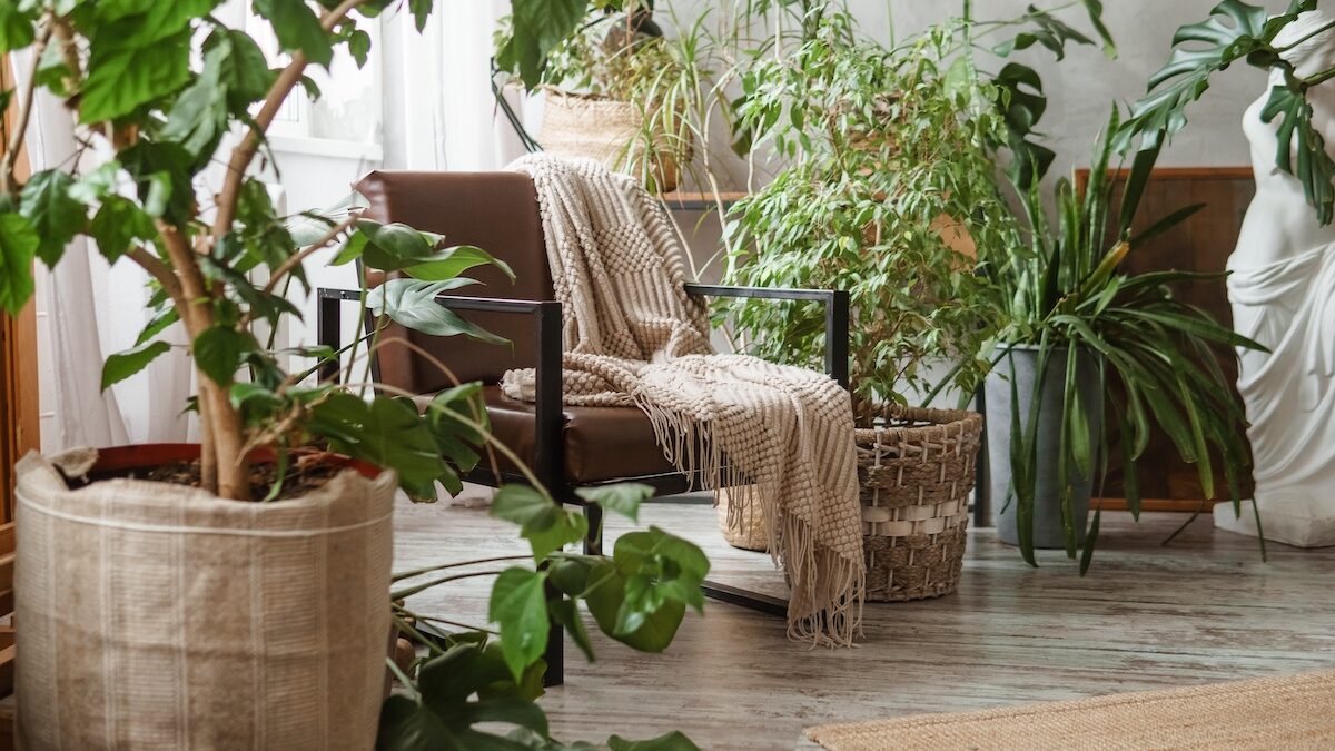 Heatwave: These indoor plants will naturally cool your home, on one condition