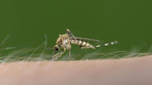 West Nile virus: first indigenous case in the Pyrénées-Orientales, these misleading symptoms should not be ignored