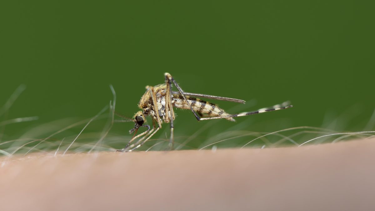 West Nile virus: first indigenous case in the Pyrénées-Orientales, these misleading symptoms should not be ignored