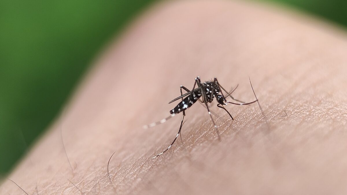 Chikungunya in France: a first indigenous case detected in Tarn, what you need to know to protect yourself