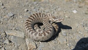 Manon Aubry in intensive care after a viper bite: the vital reflexes you absolutely must know
