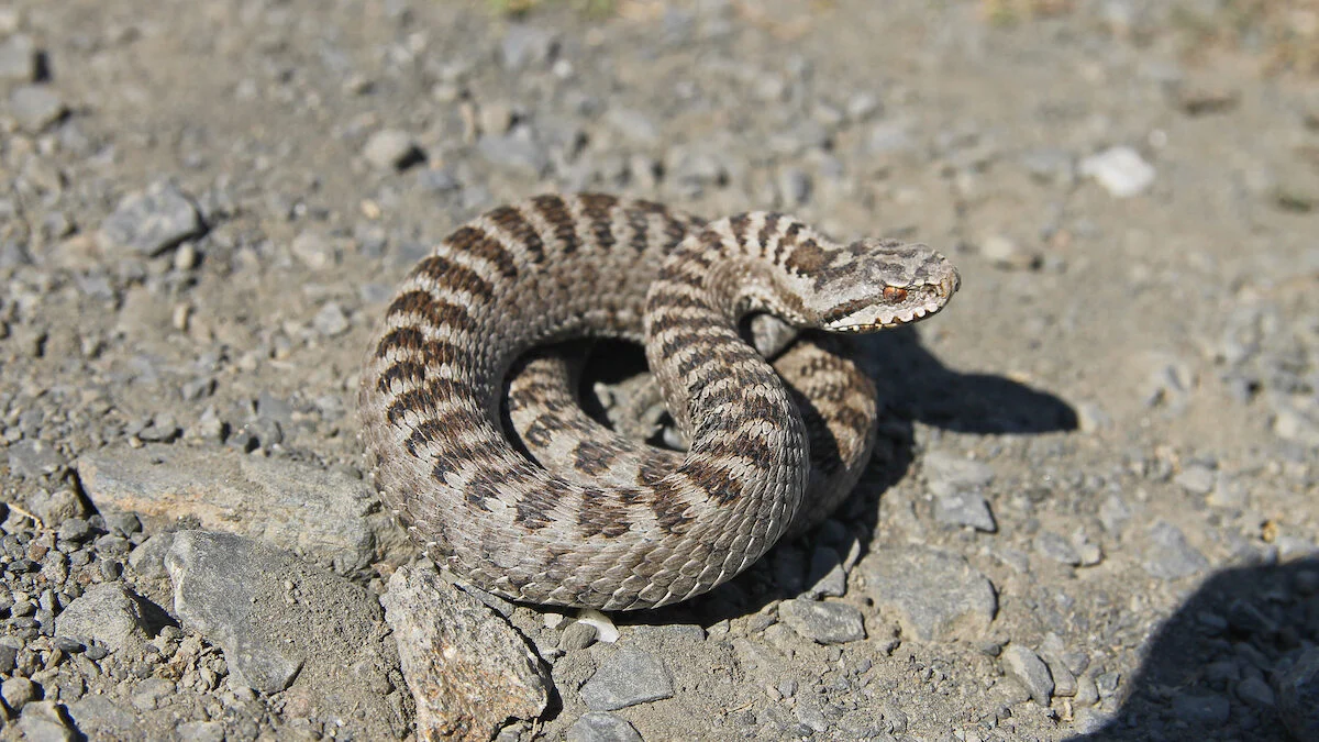 Manon Aubry in intensive care after a viper bite: the vital reflexes you absolutely must know