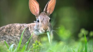 Rabbit fever in New York: after three suspected cases, authorities call for maximum vigilance