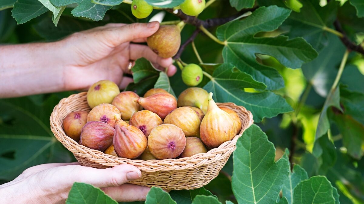 Fig: this part of the fruit that we throw away is nevertheless full of benefits