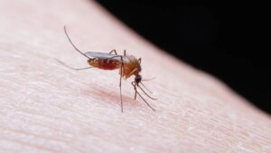 “I thought I had the flu”: Patrick ended up in intensive care because of a simple mosquito in Île-de-France