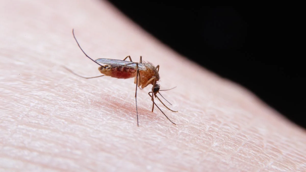 “I thought I had the flu”: Patrick ended up in intensive care because of a simple mosquito in Île-de-France