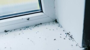 Invasion of aggressive black ants: Dr Gérald Kierzek explains the risks and how to protect yourself effectively