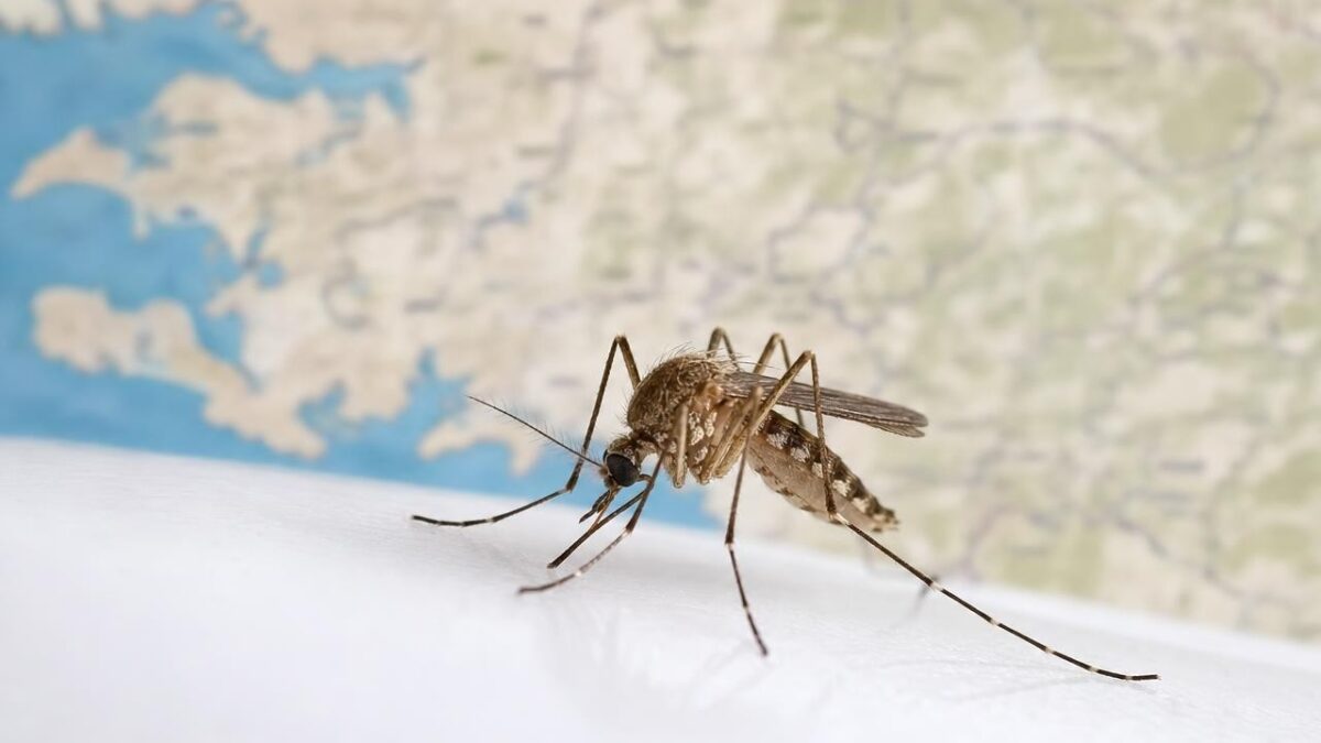 West Nile virus: after the south, Loire-Atlantique affected, how to protect yourself from the Culex mosquito and the signs not to ignore