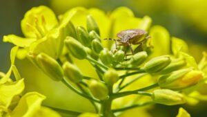 Dr. Gérald Kierzek reassures about evil bugs: are they really dangerous for your health?