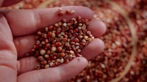 Forget rice: this ancient cereal has serious benefits for your health and is full of fiber