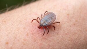 Lyme disease: this radical magic mushroom treatment reduces symptoms by 40% according to Johns Hopkins
