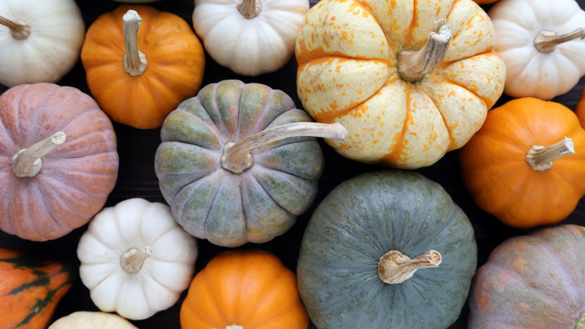 No longer confuse these decorative squashes with edible ones: ANSES warns against serious poisoning